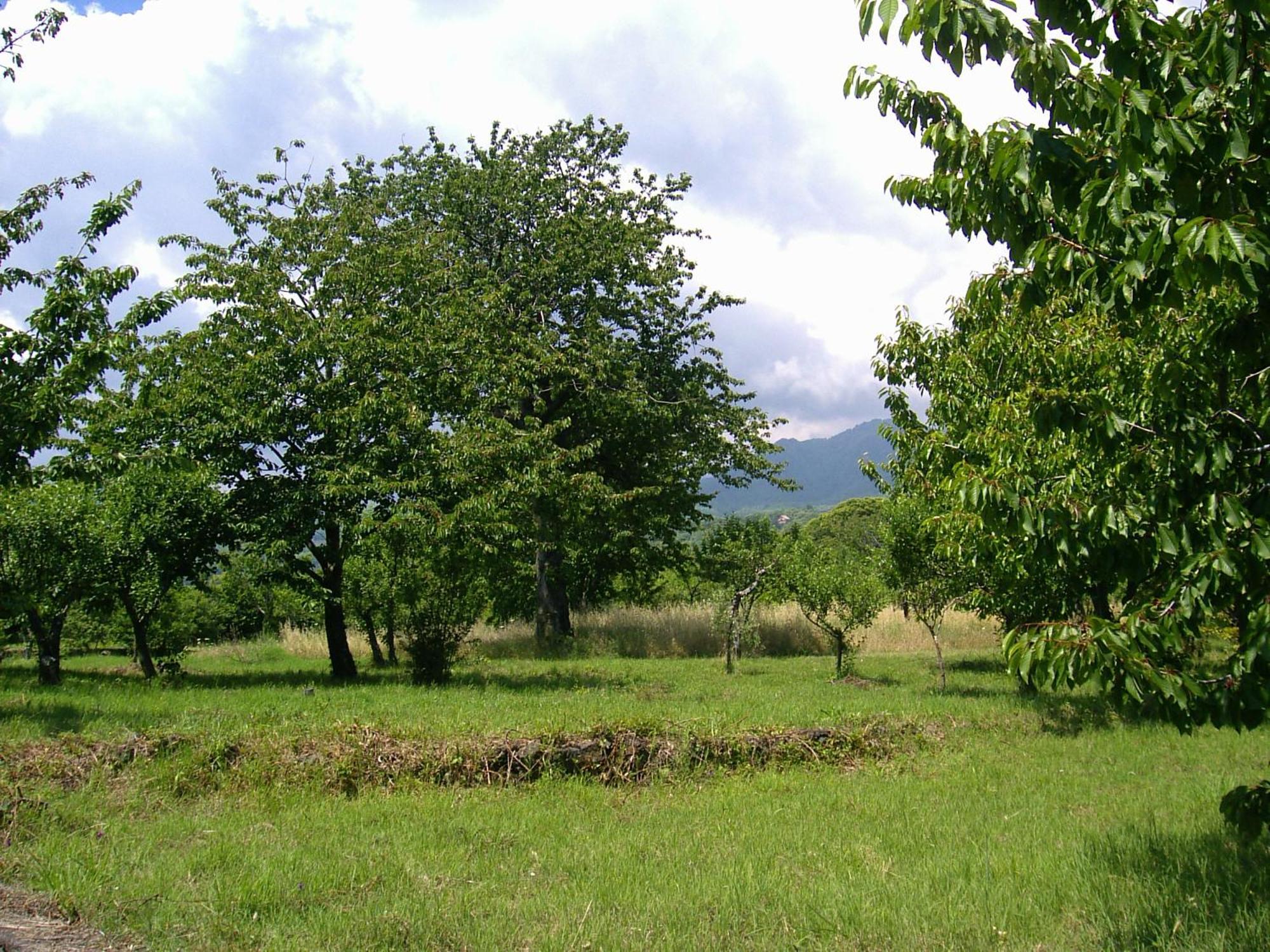 Villa Cirasellaetna à SantʼAlfio Extérieur photo